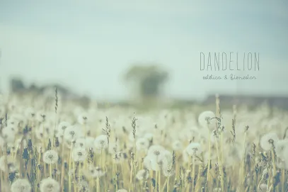 Dandelion Estética & Bienestar
