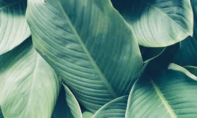 Malavana