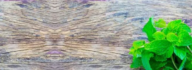 Menta